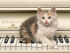 In the Key of Calico